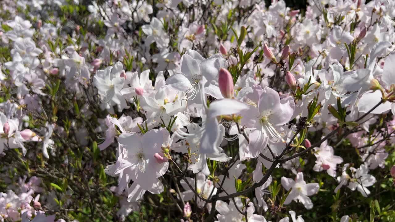 杜鹃花，白色的杜鹃花，粉红色的花盛开在花园里。视频素材