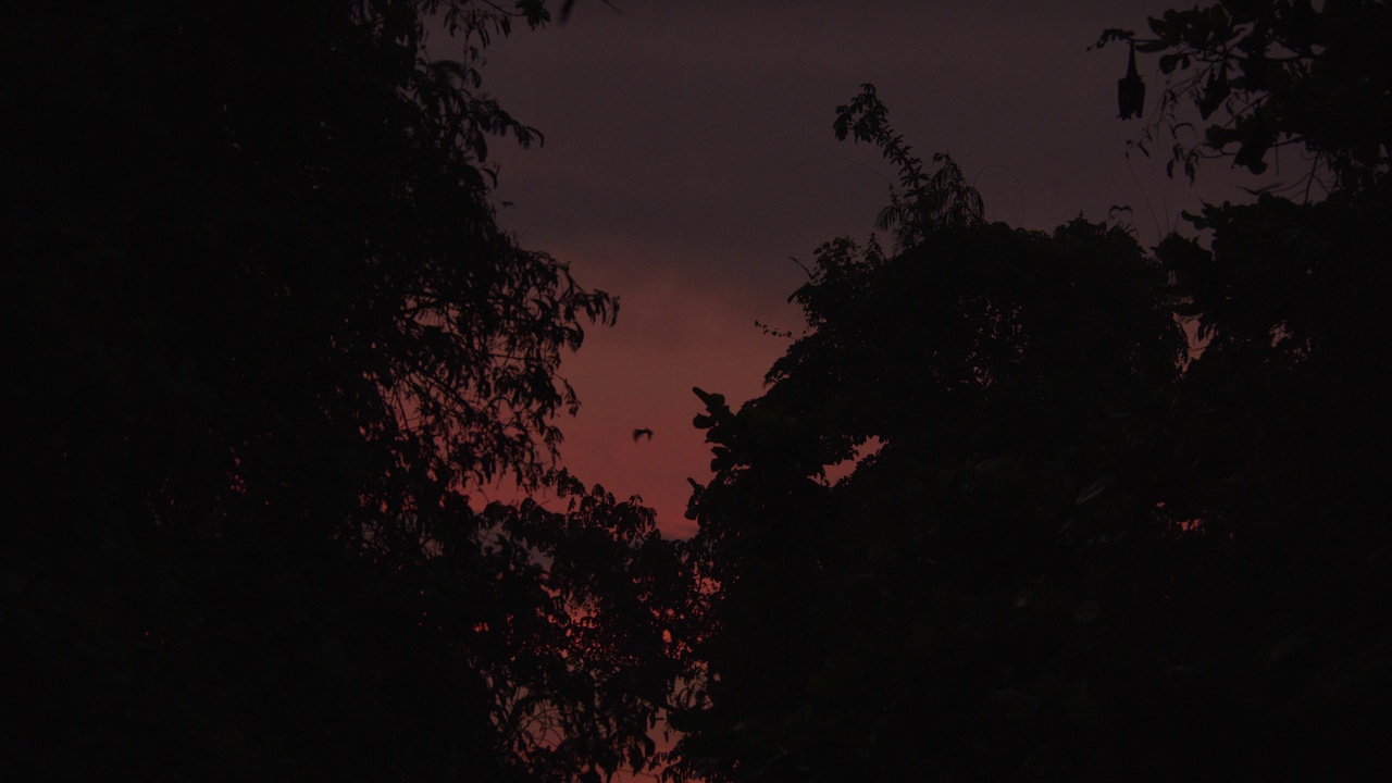 一大群果蝠飞向夕阳视频素材