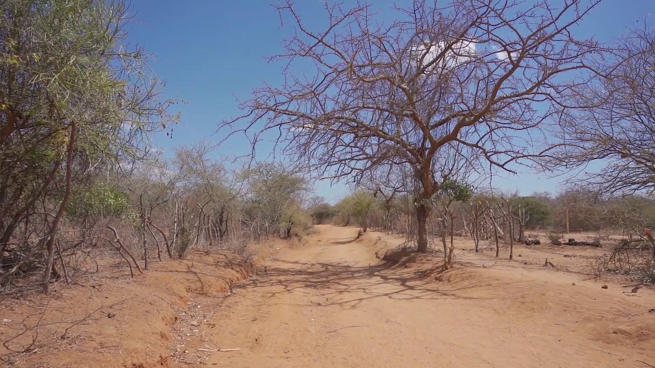肯尼亚夏天，一辆汽车上的镜头显示了一条土路，上面有干燥的树木和蓝天视频素材