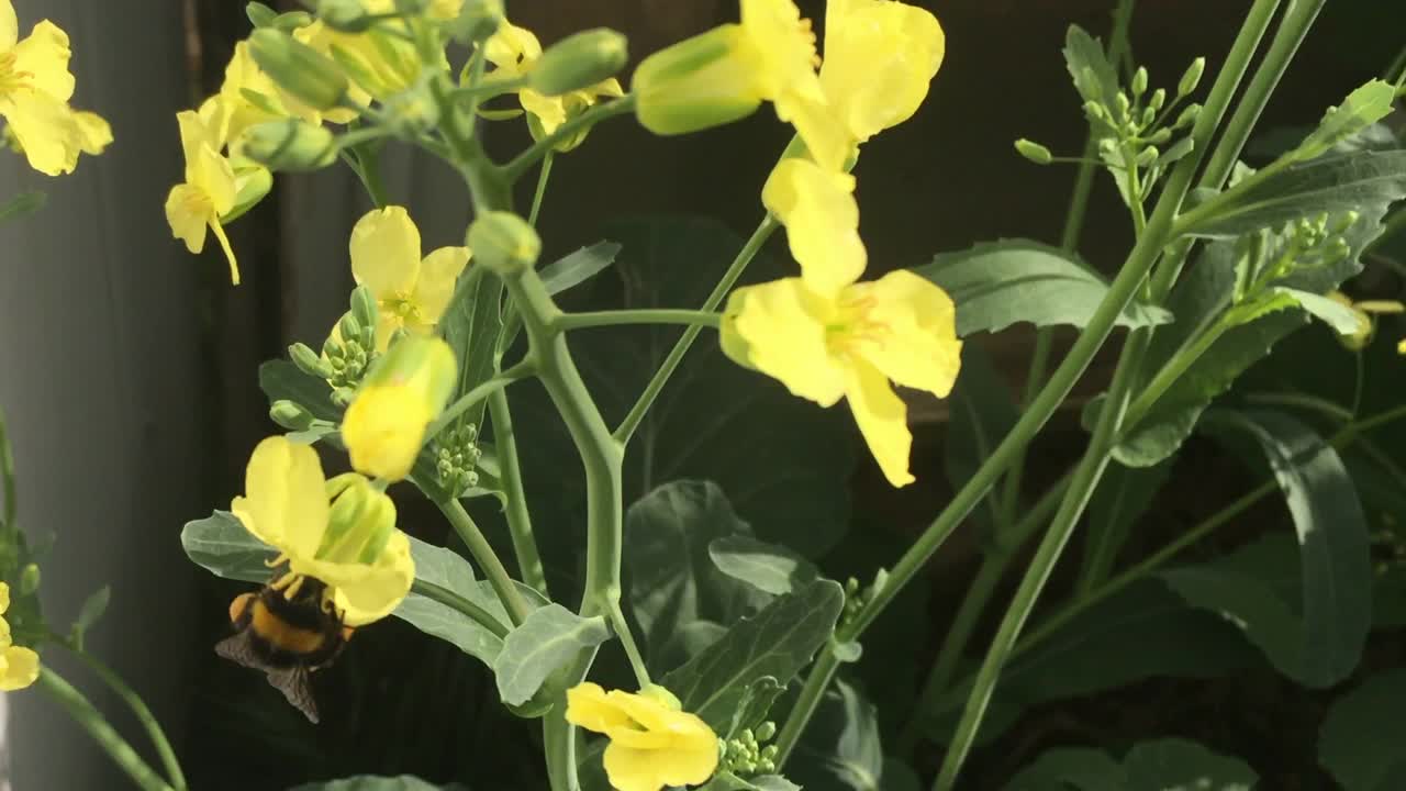 大黄蜂在黄花上视频下载