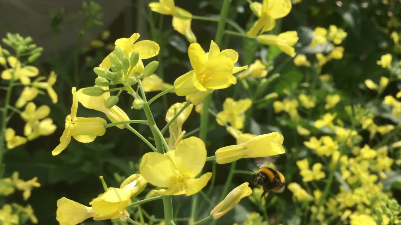 大黄蜂站在黄花上收集花粉视频下载