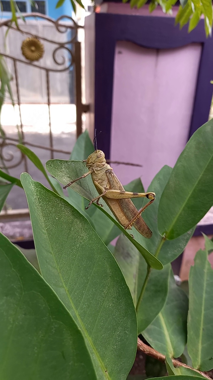 蚱蜢视频素材