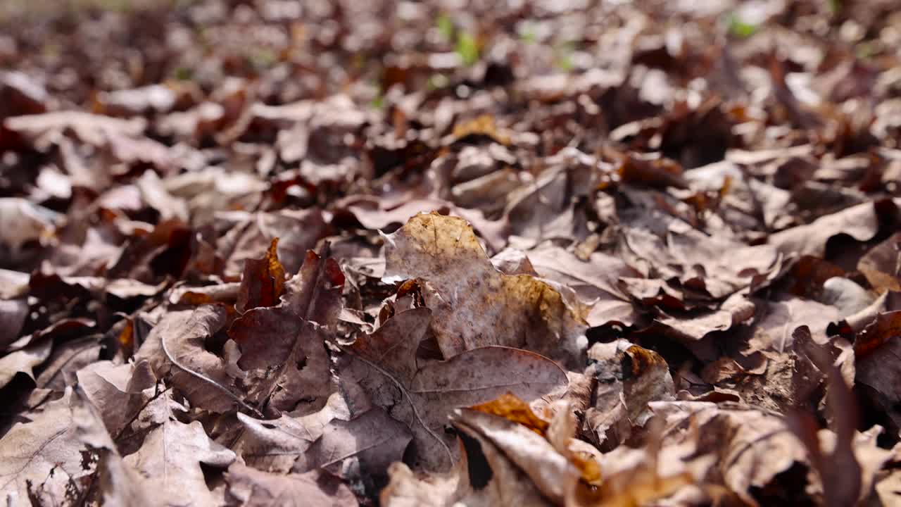 落叶:落叶时落在地上的叶子视频素材