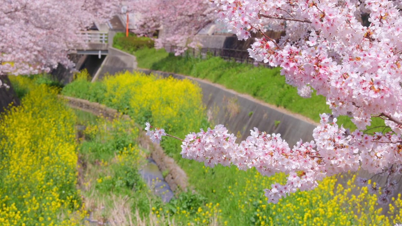 在福冈北九州市的石溪河畔，樱花树和油菜花盛开视频素材