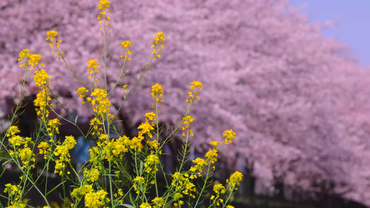 在福冈北九州市的石溪河畔，樱花树和油菜花盛开视频素材