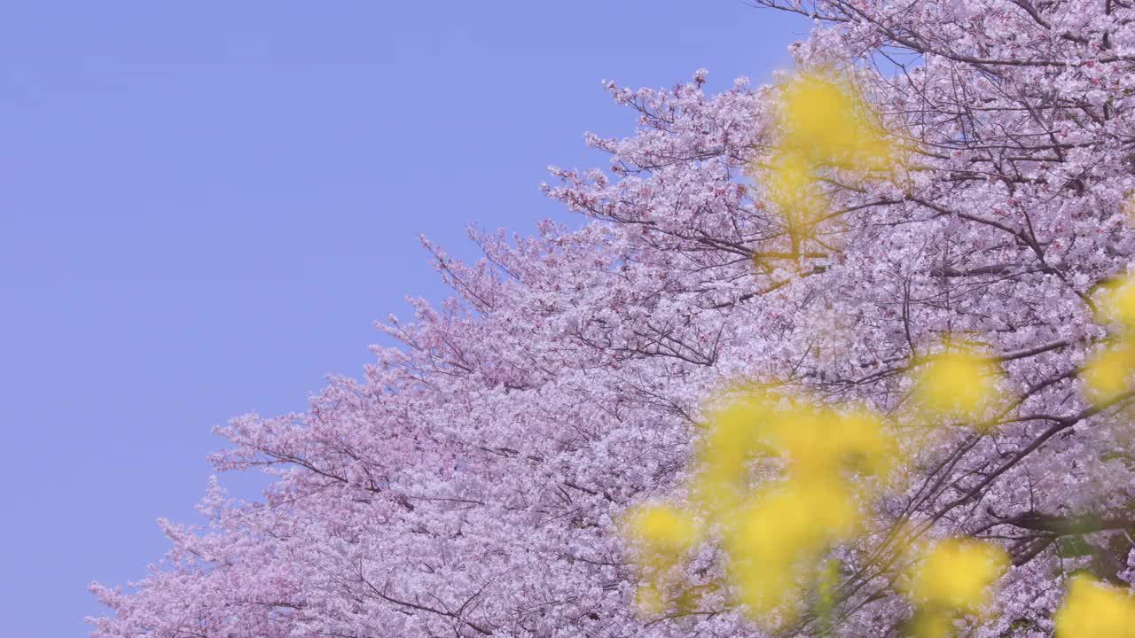 在福冈北九州市的石溪河畔，樱花树和油菜花盛开视频素材