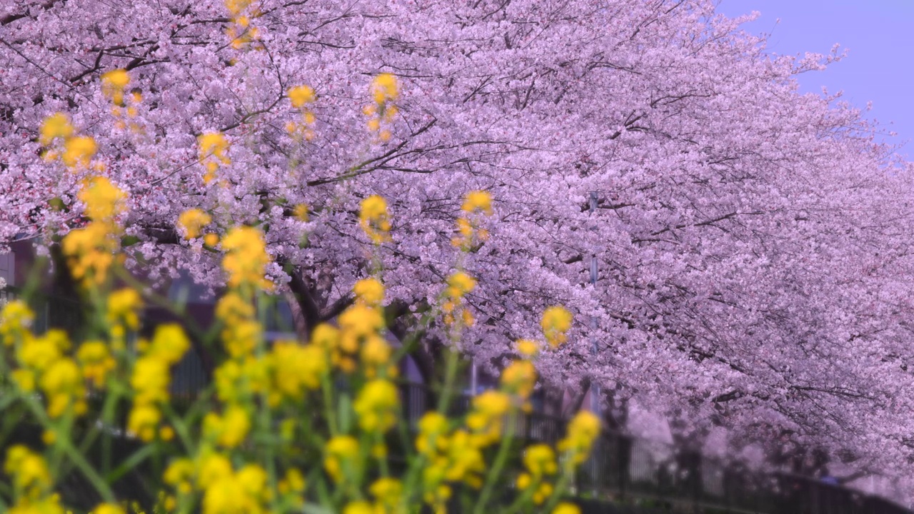 在福冈北九州市的石溪河畔，樱花树和油菜花盛开视频素材