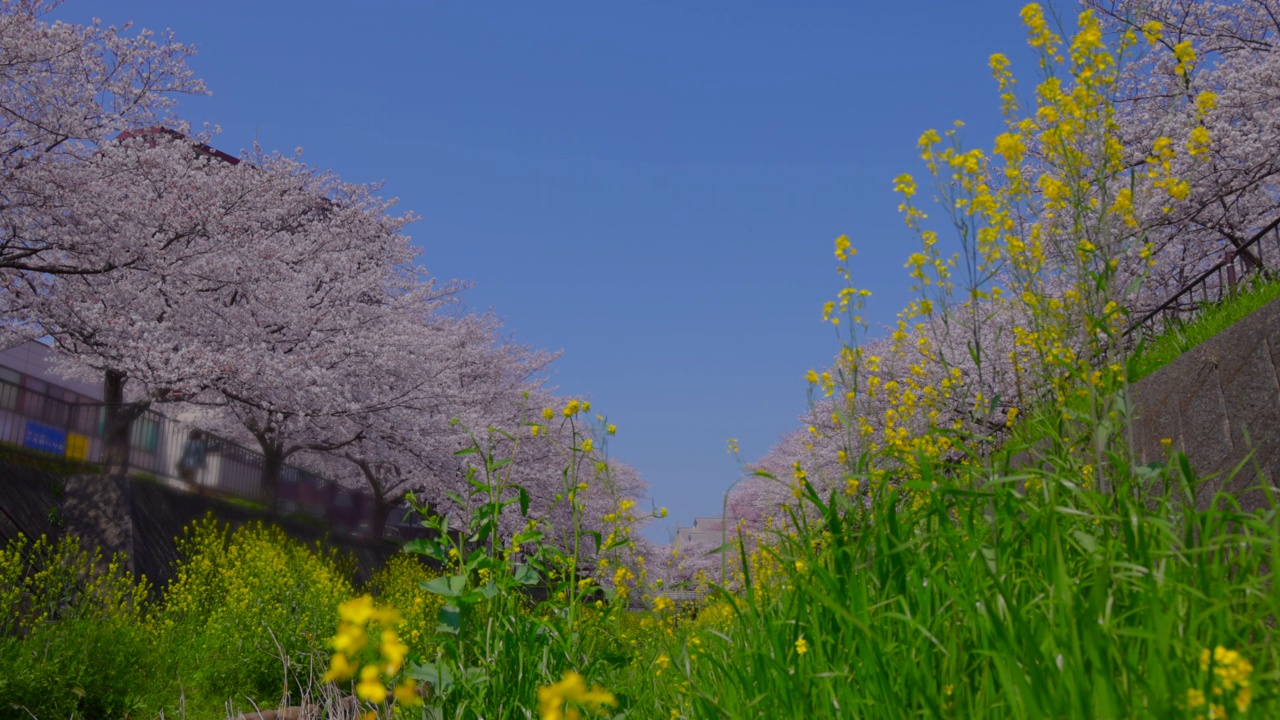 在福冈北九州市的石溪河畔，樱花树和油菜花盛开视频素材