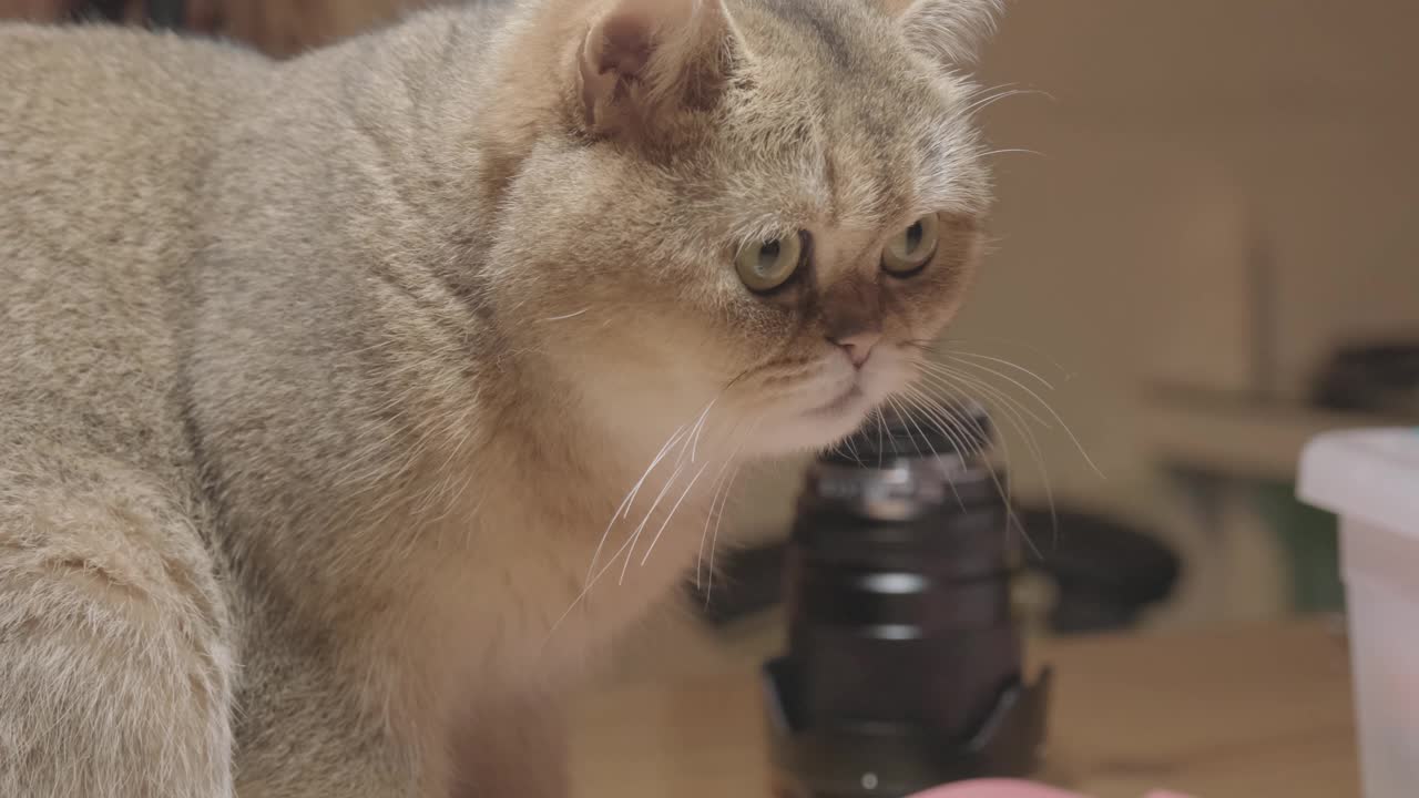 猫的特写视频素材