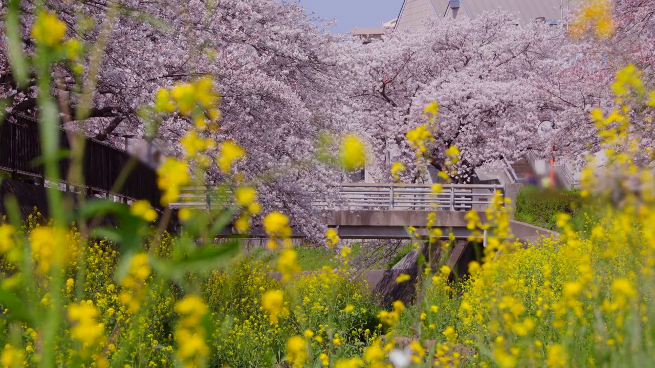 在福冈北九州市的石溪河畔，樱花树和油菜花盛开视频素材