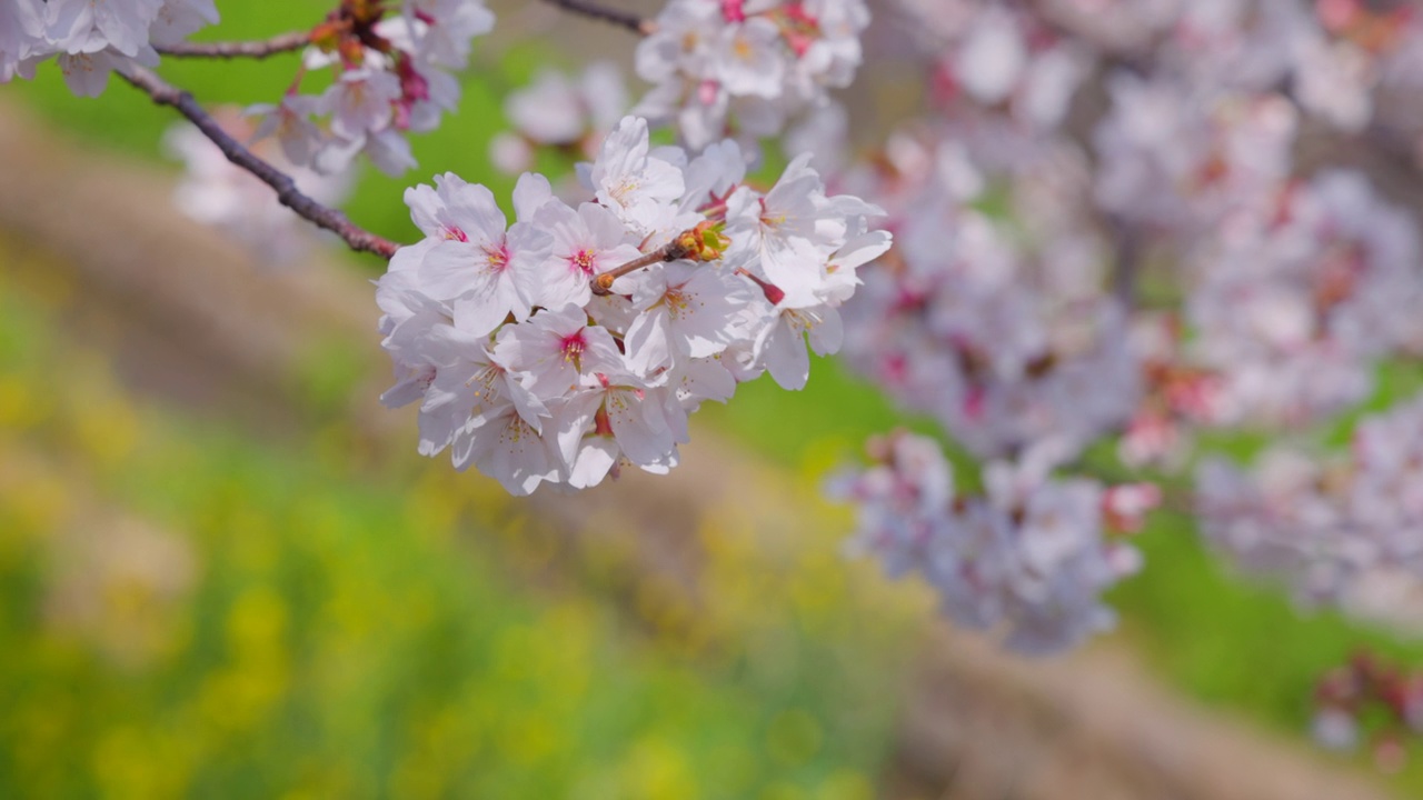 在福冈北九州市的石溪河畔，樱花树和油菜花盛开视频素材