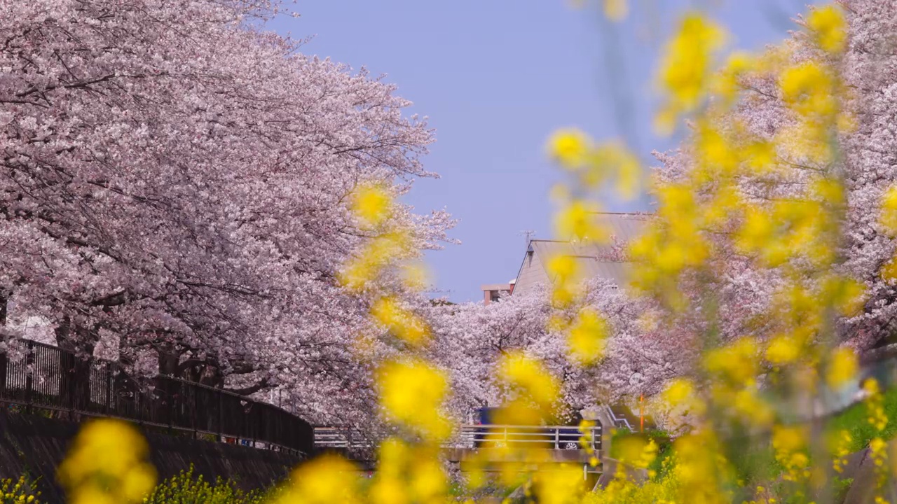 在福冈北九州市的石溪河畔，樱花树和油菜花盛开视频素材