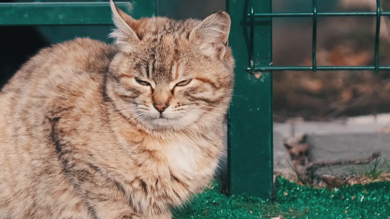 一只无家可归的灰猫坐在街上寻找食物的肖像视频素材