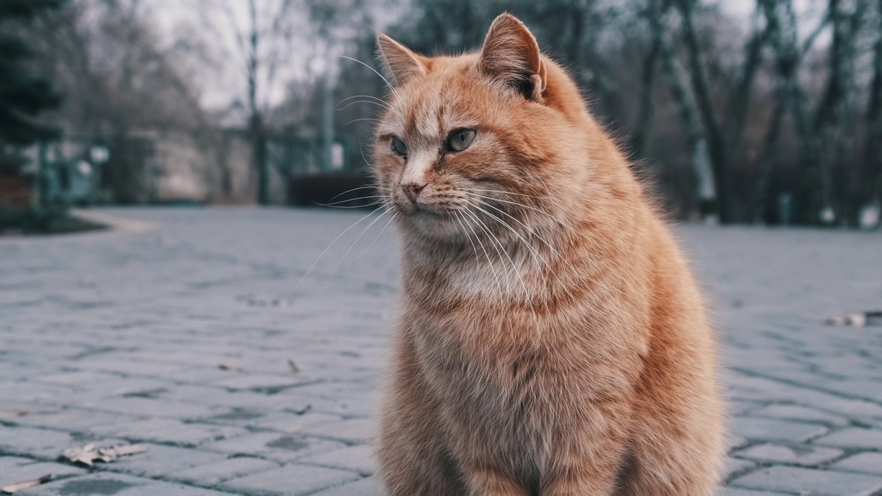 孤独的流浪姜猫坐在灰色城市公园的人行道上，慢镜头视频素材