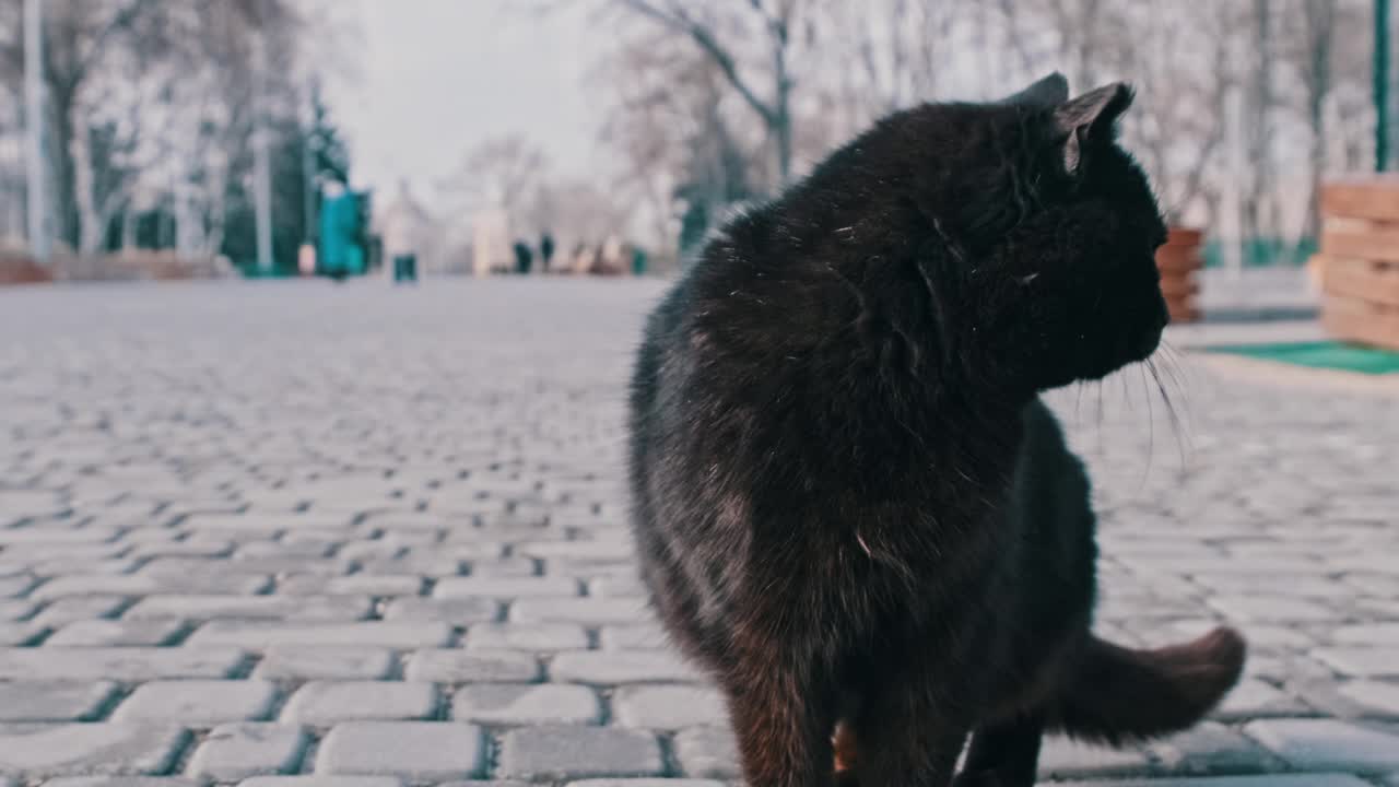 孤独的流浪黑猫坐在灰色城市公园人行道上的特写镜头，慢动作视频素材