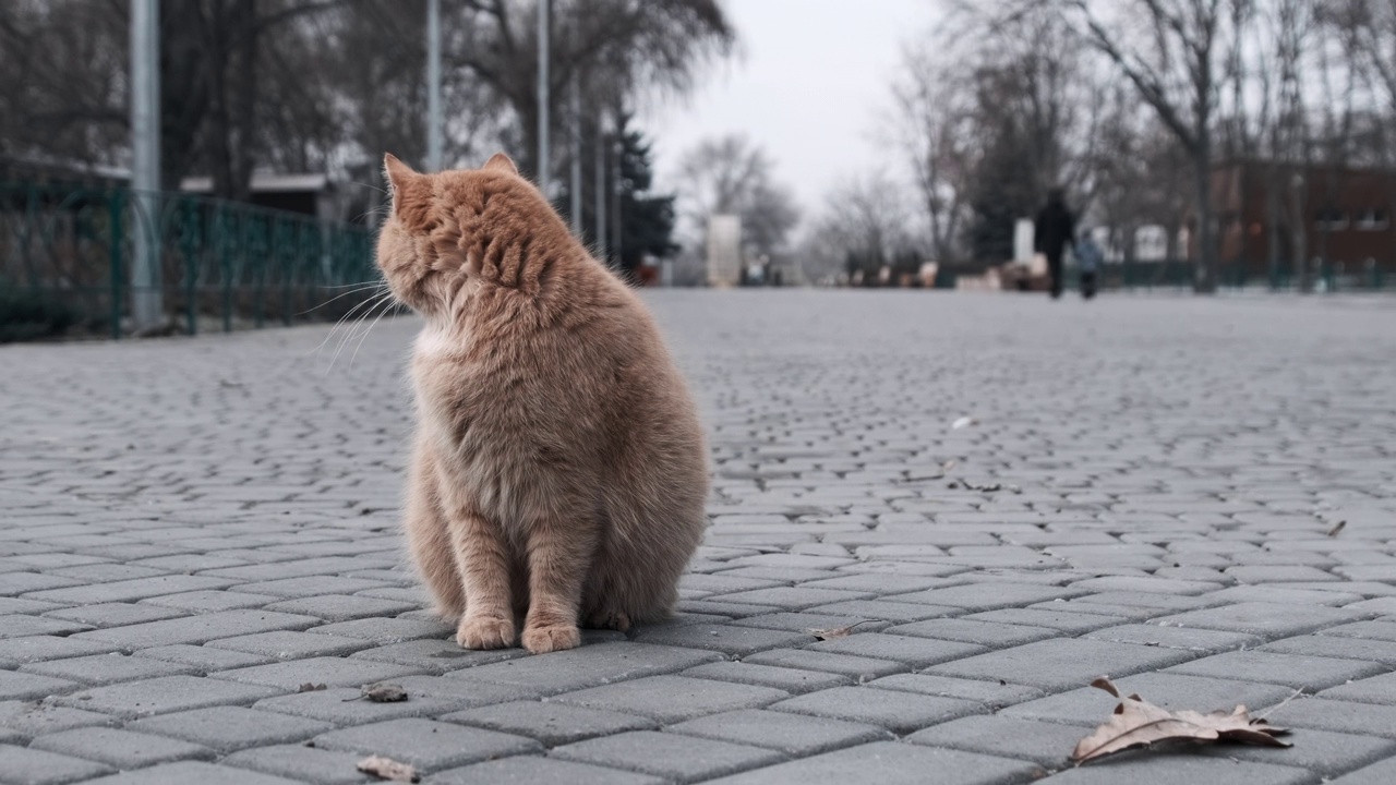 孤独的流浪姜猫坐在灰色城市公园的人行道上，慢镜头视频素材