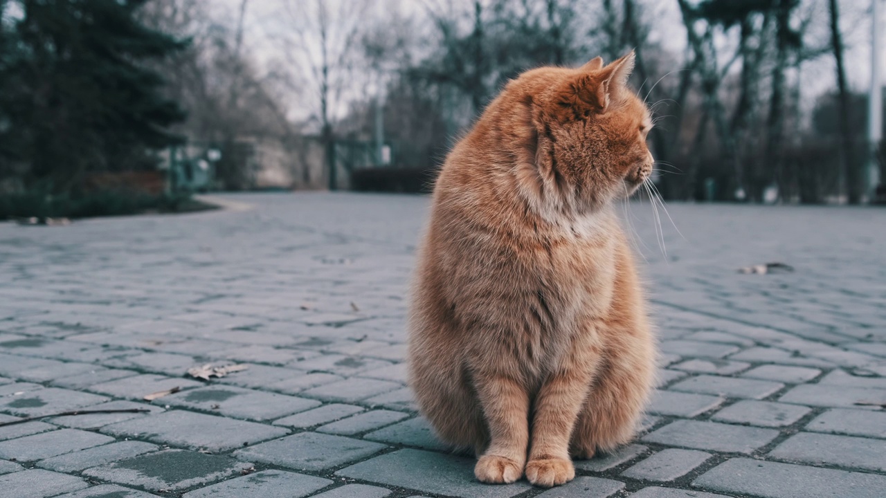 孤独的流浪姜猫坐在灰色城市公园的人行道上，慢镜头视频素材