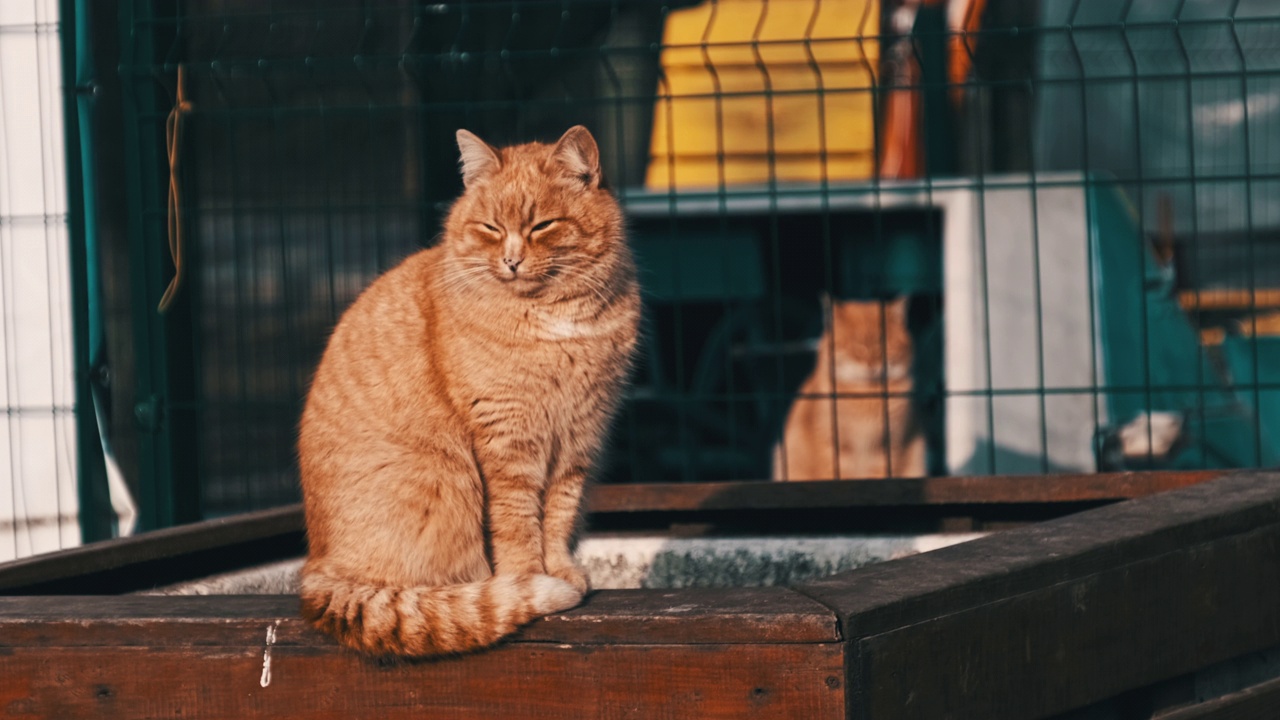 流浪的姜猫慢镜头坐在公园里视频素材