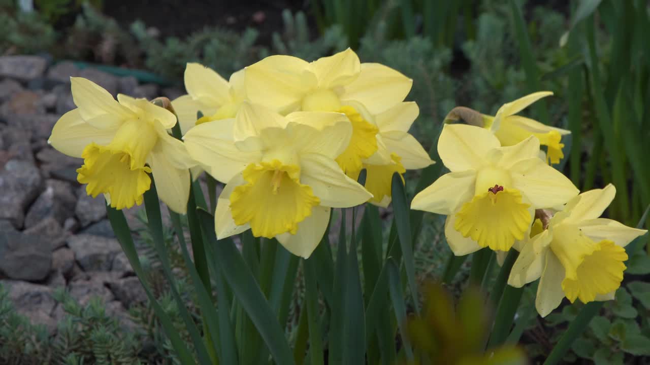 花园里花坛上的黄色水仙花。花在风中摇曳。春天的园艺。视频素材