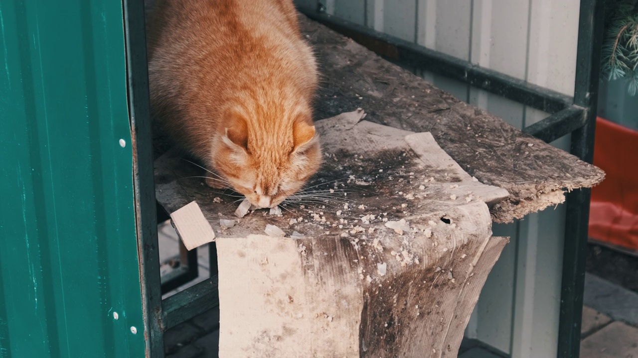 流浪姜猫在公园里吃东西的慢动作视频素材