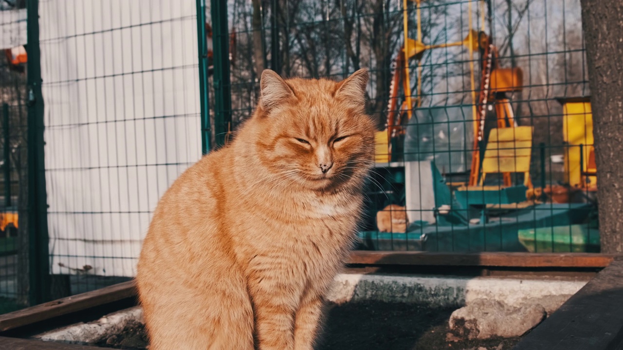 流浪的姜猫慢镜头坐在公园里视频素材