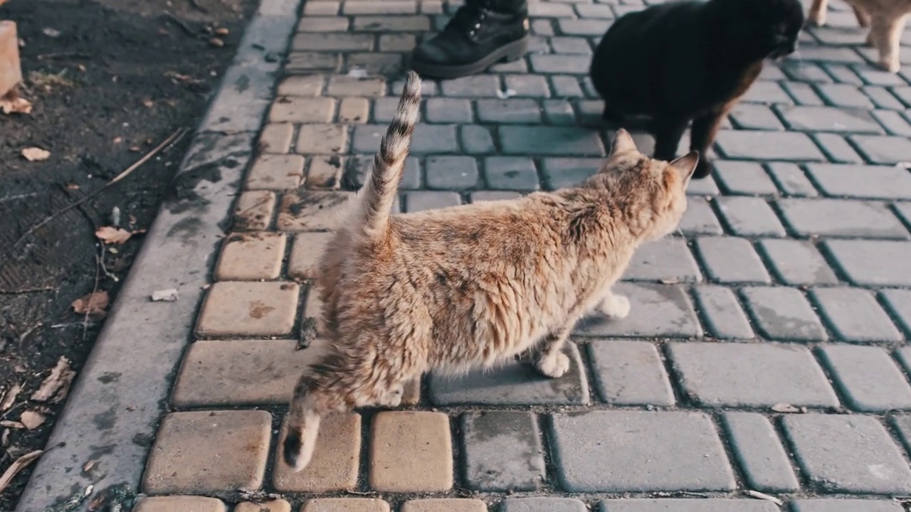 许多无家可归的猫在公园里一起散步，等待食物视频素材