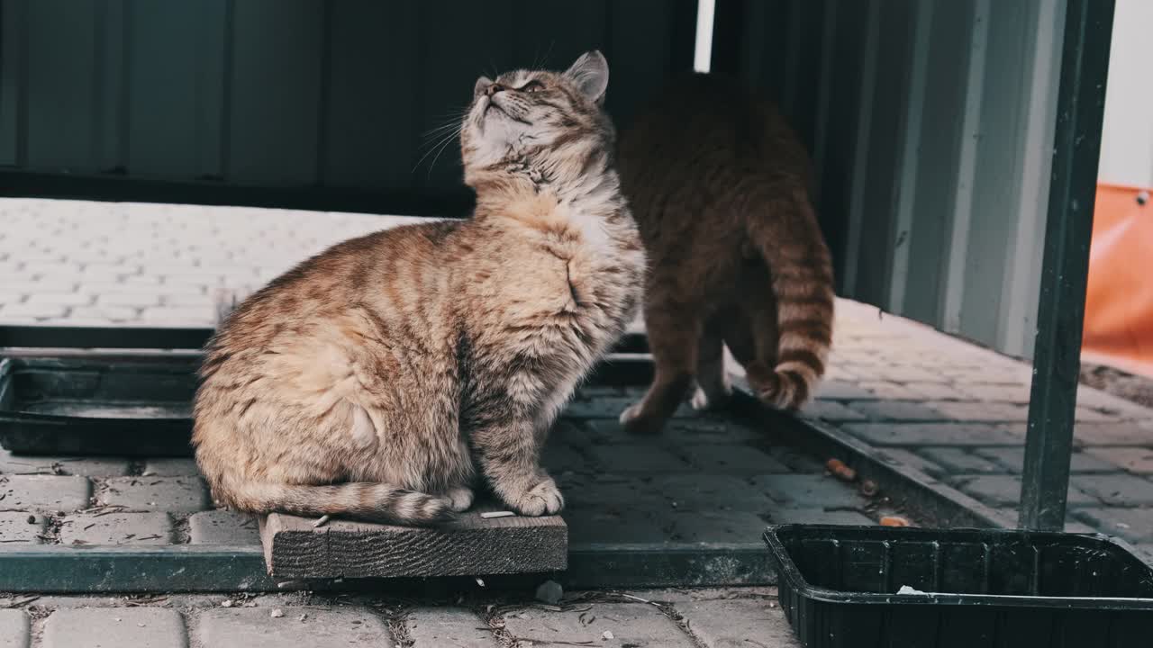 两只流浪猫在街上调皮的慢动作视频素材