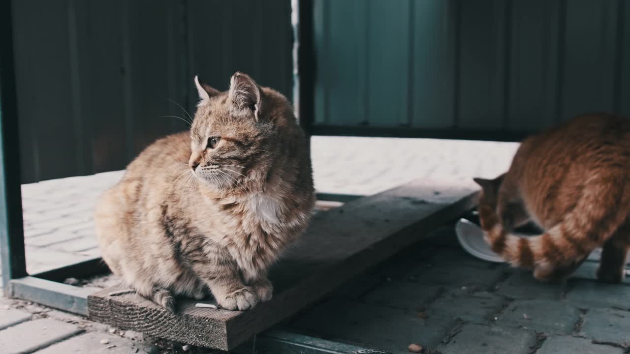 两只流浪猫在街上调皮的慢动作视频素材