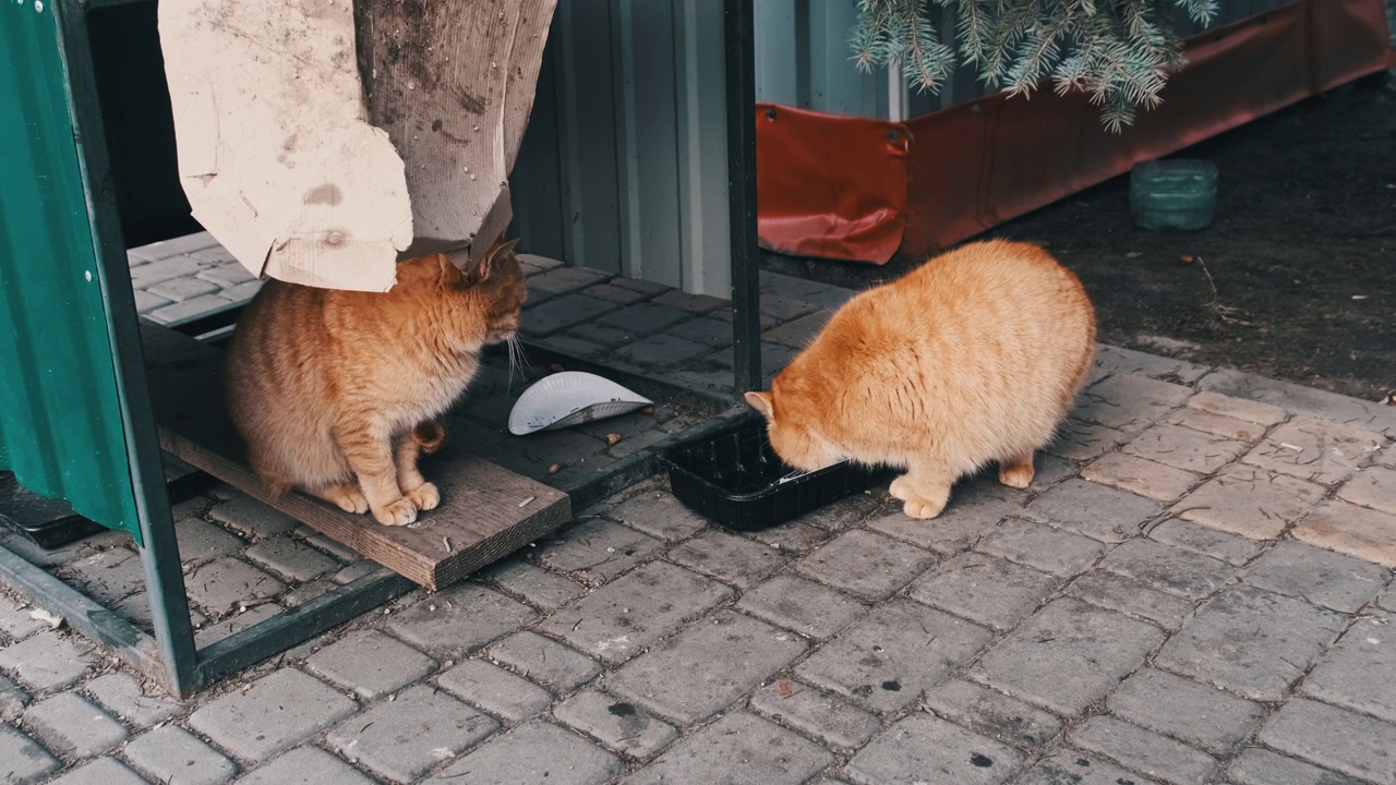 两只野生红猫在公园里吃东西，慢动作视频素材