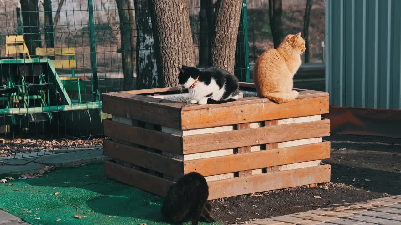 一群流浪猫坐在公园里慢镜头拍摄视频素材