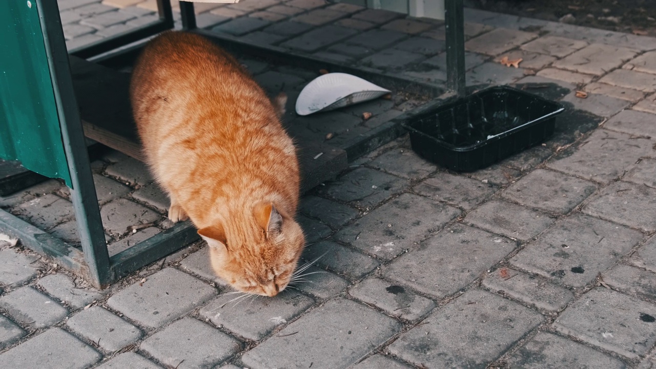 流浪姜猫在公园里吃东西的慢动作视频素材