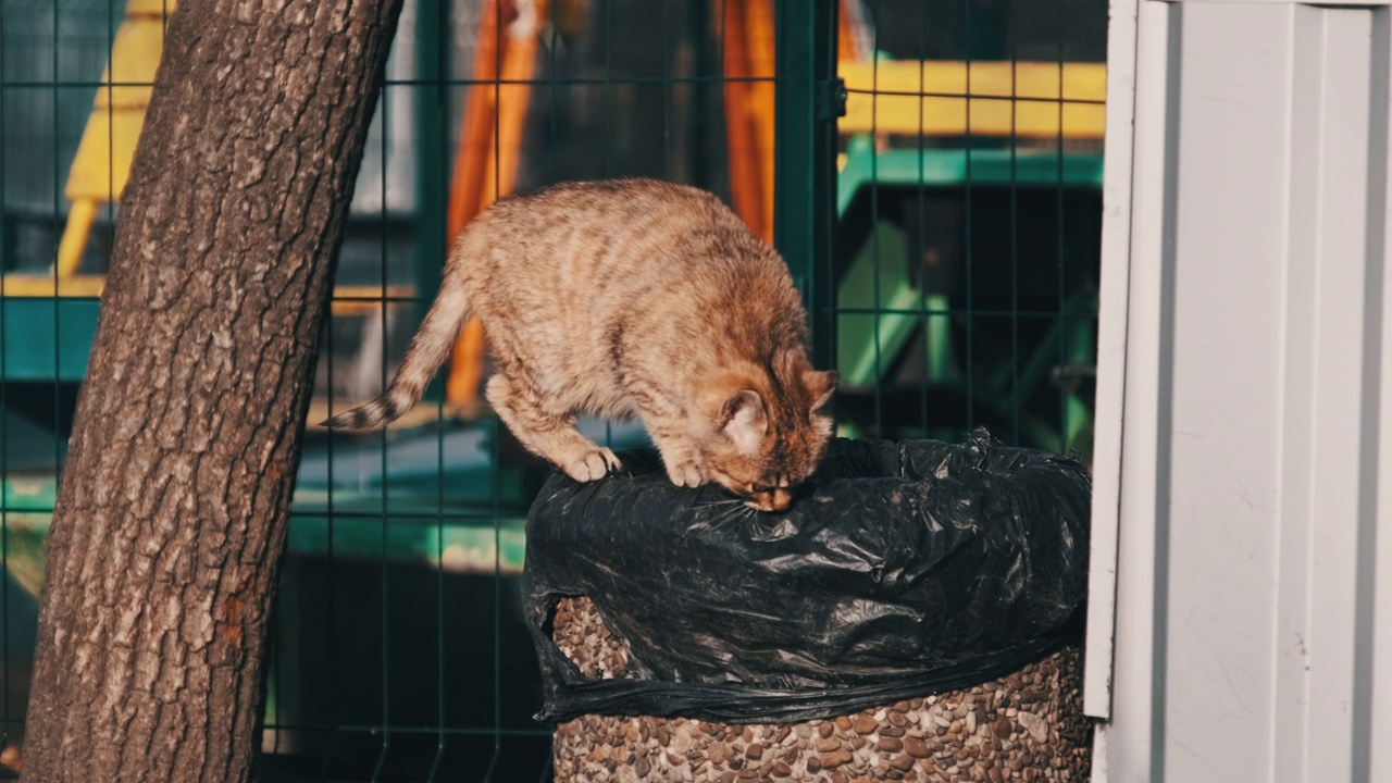 站在公园垃圾桶上寻找食物的灰猫慢镜头视频素材