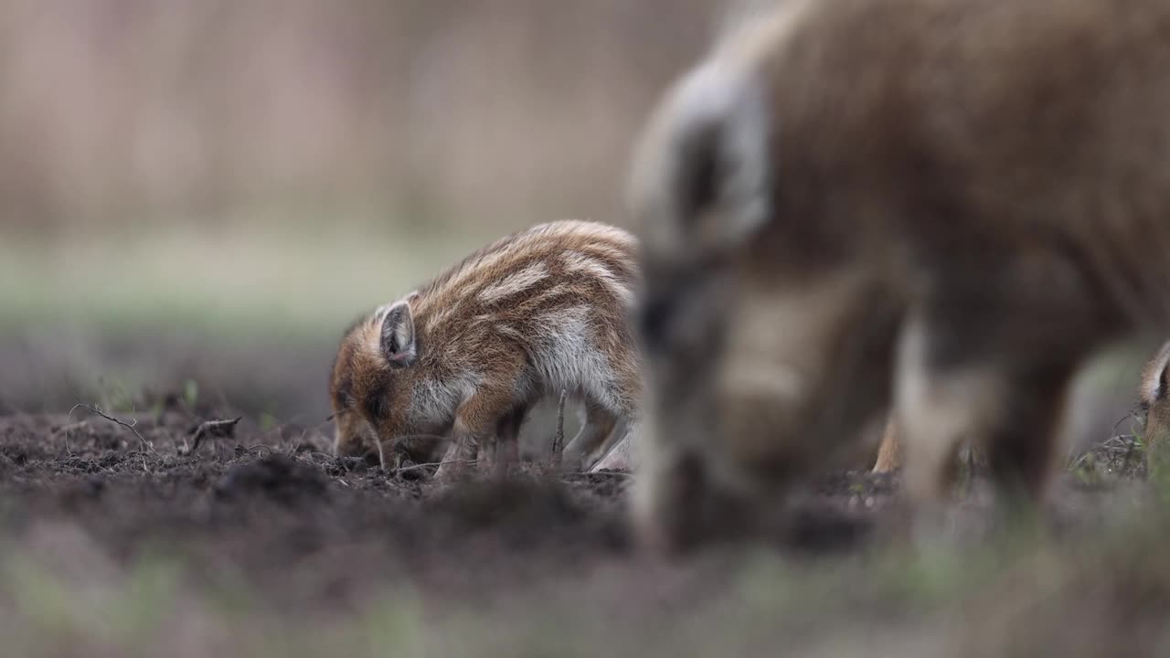 野猪(Sus scrofa)，欧亚野猪。视频素材