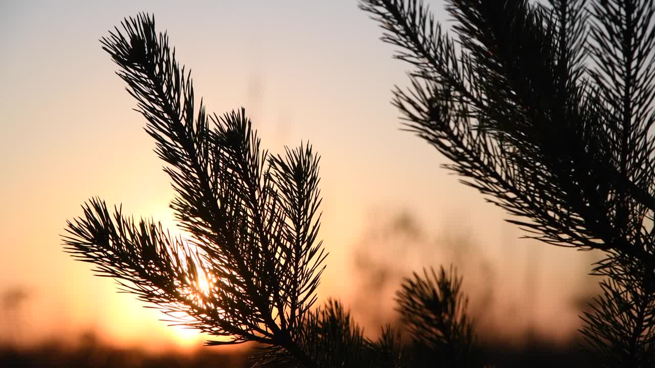 夕阳下的云杉视频素材