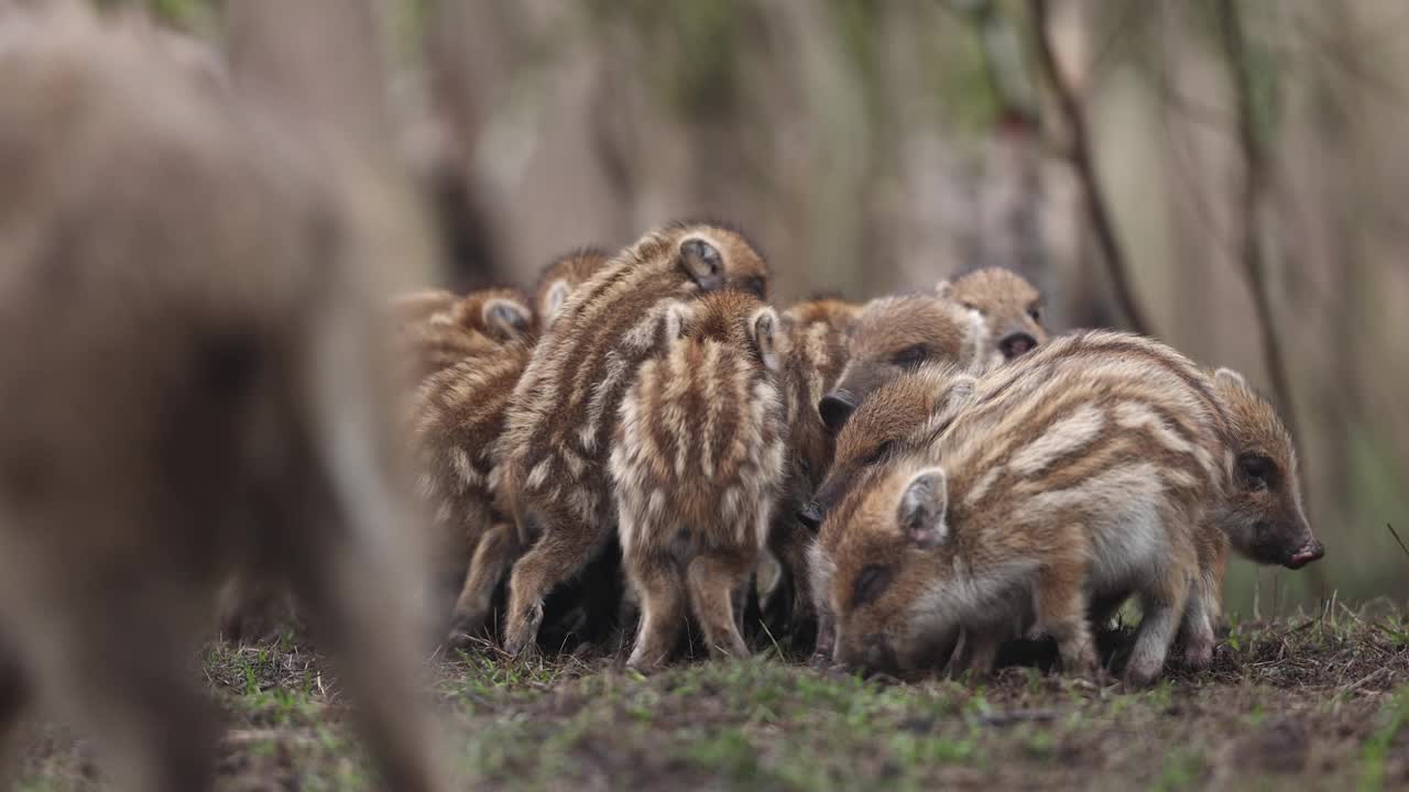 野猪(Sus scrofa)，欧亚野猪。视频素材