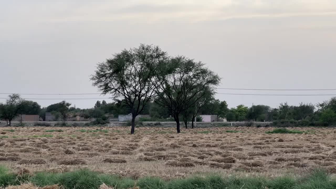 阳光明媚的日子里，微风吹拂下的麦穗。小麦农业收获农业综合经营的概念。走在一大片麦田里。夏季小麦大丰收，田间风光生活视频下载