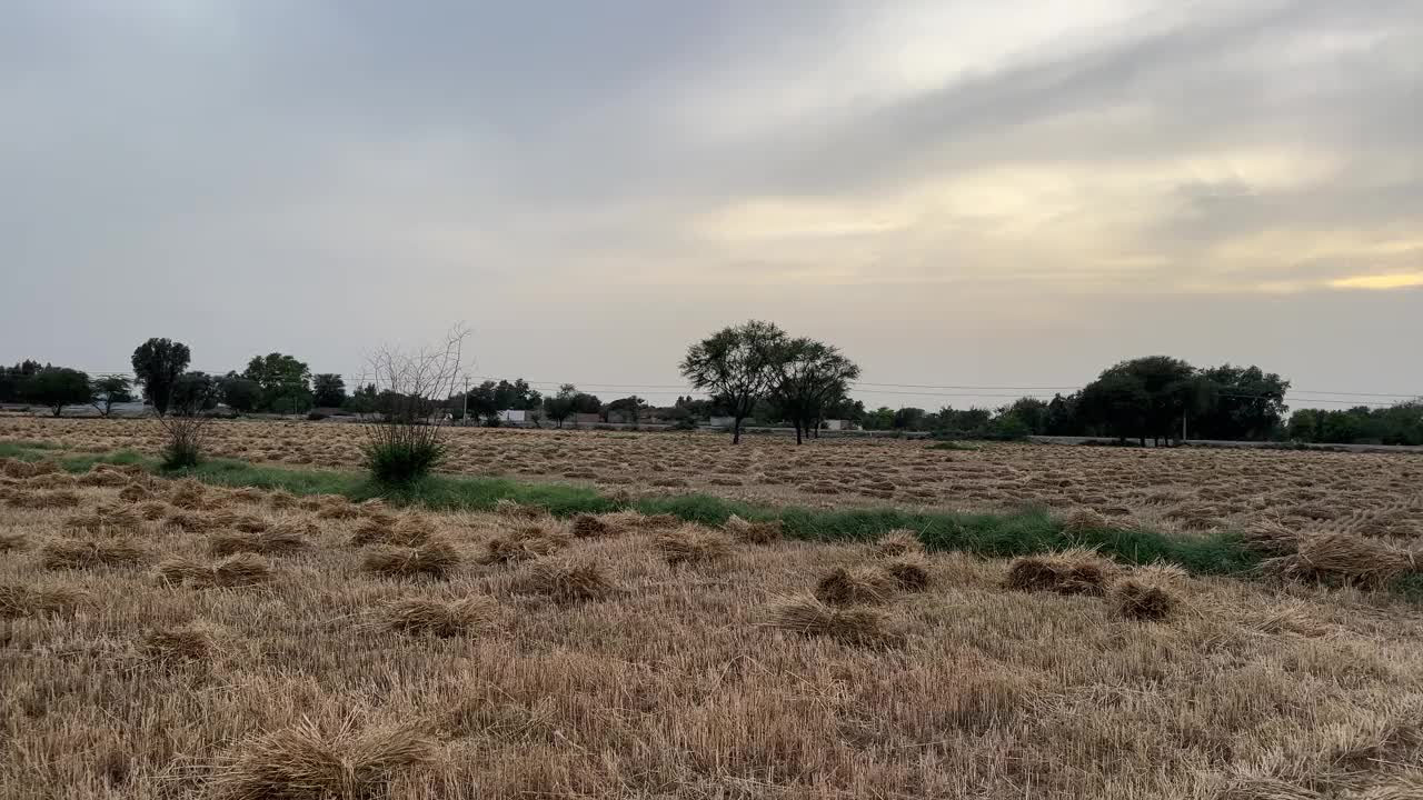 阳光明媚的日子里，微风吹拂下的麦穗。小麦农业收获农业综合经营的概念。走在一大片麦田里。夏季小麦大丰收，田间风光生活视频下载