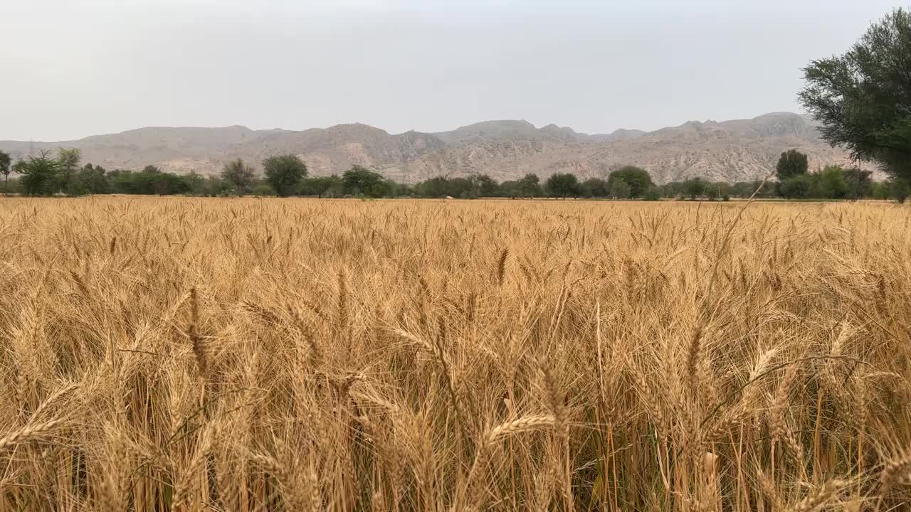 阳光明媚的日子里，微风吹拂下的麦穗。小麦农业收获农业综合经营的概念。走在一大片麦田里。夏季小麦大丰收，田间风光生活视频素材