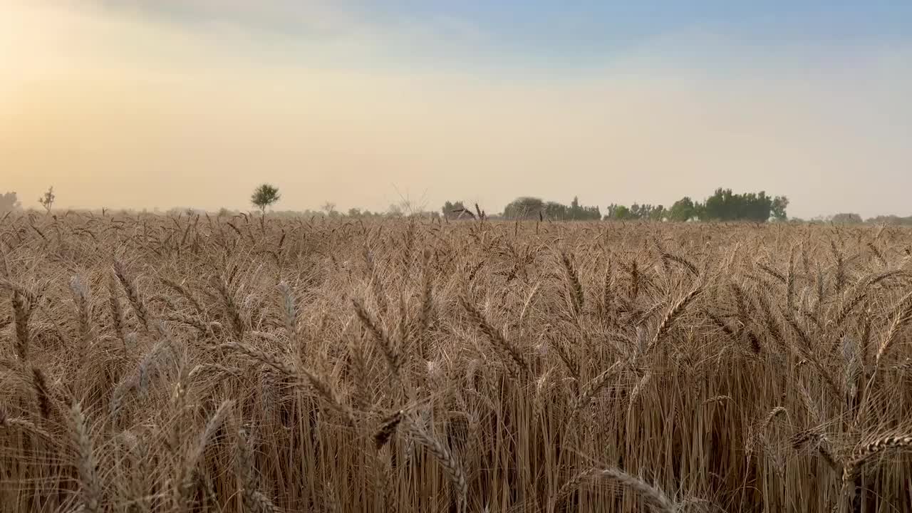 阳光明媚的日子里，微风吹拂下的麦穗。小麦农业收获农业综合经营的概念。走在一大片麦田里。夏季小麦大丰收，田间风光生活视频下载