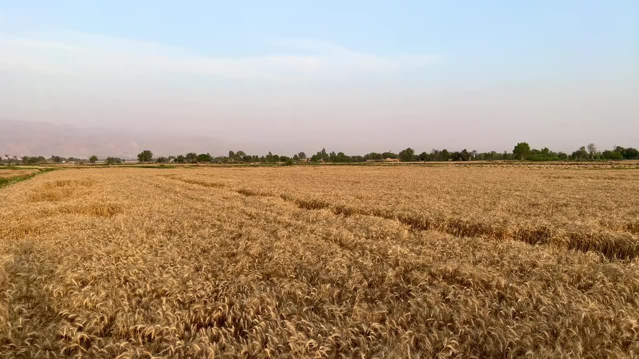 阳光明媚的日子里，微风吹拂下的麦穗。小麦农业收获农业综合经营的概念。走在一大片麦田里。夏季小麦大丰收，田间风光生活视频素材