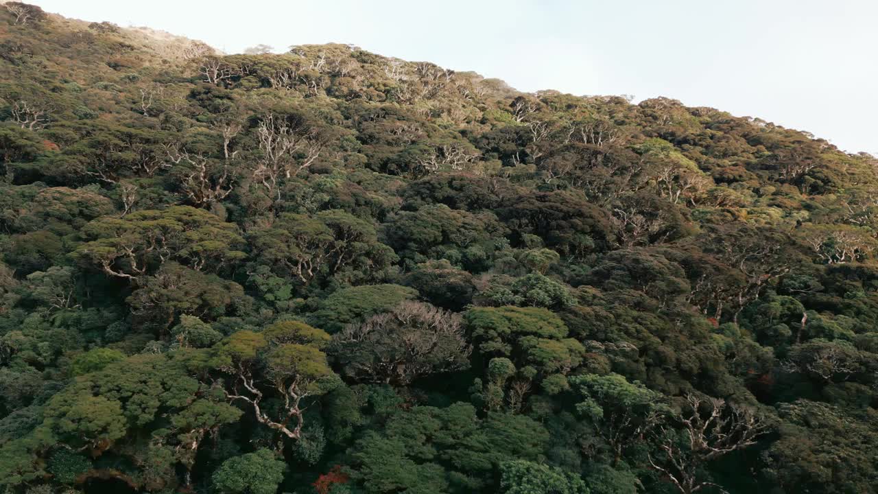 航拍的落基山脉覆盖着热带树木视频素材