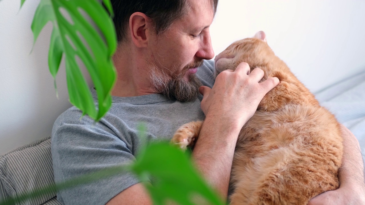 大胡子男子拥抱并抚摸姜色猫特写。选择性地注视猫的口鼻视频素材