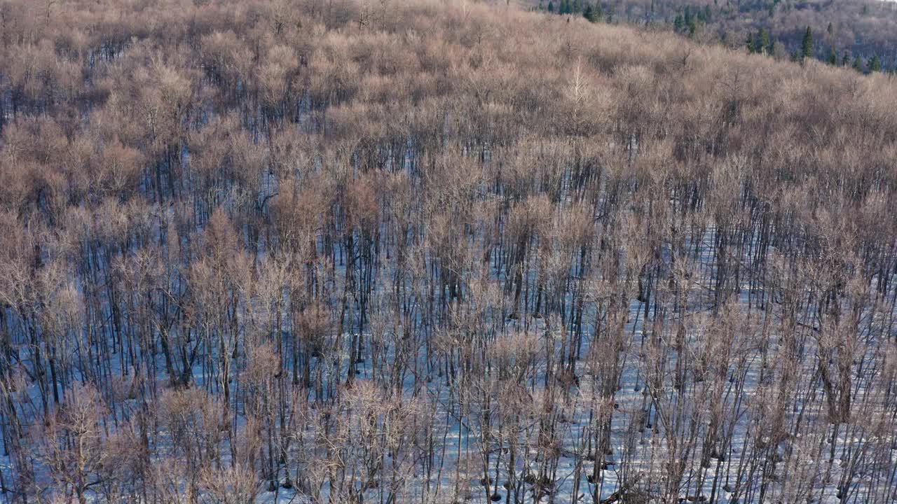 南乌拉尔，巴什基利亚，努里马诺夫斯基区。春天的山林针叶林。鸟瞰图。视频素材