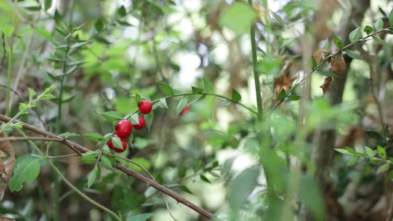 被称为红浆果屠夫或pungitopo的Ruscus aculeatus特写。视频素材