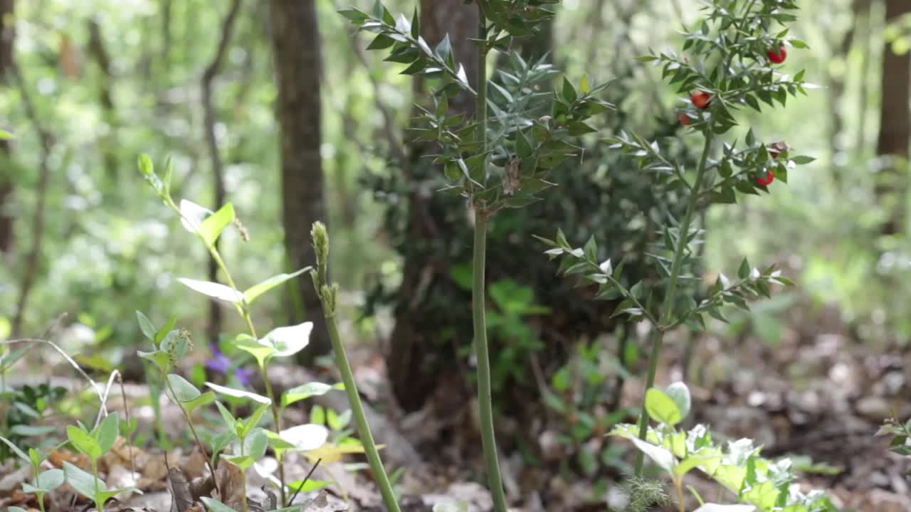 一个女人的特写，她拿着新鲜的红莓(Ruscus aculeatus)的嫩芽，被称为红浆果屠夫(pungitopo)。秋香鲜芽视频下载