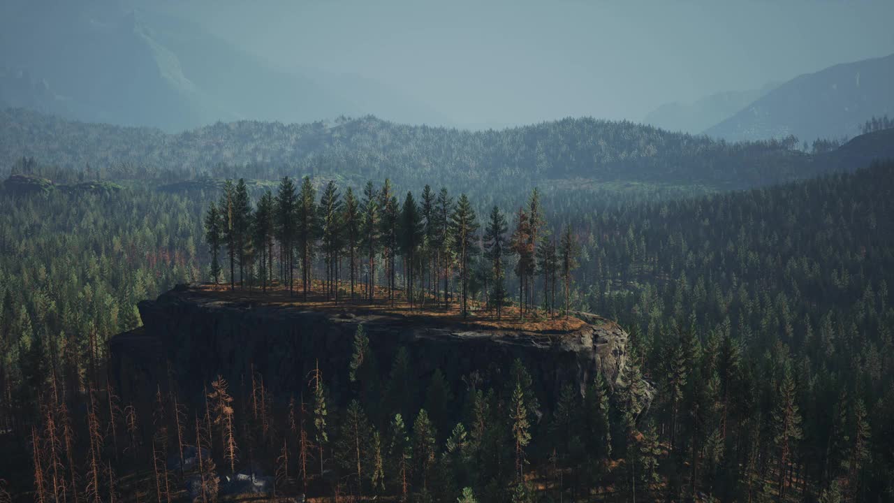 美丽的松树在高山上的背景视频素材