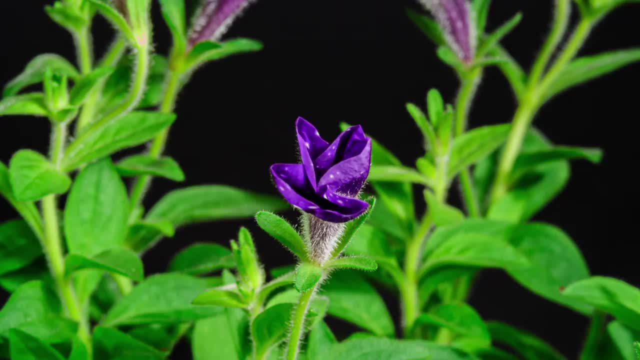 美丽的紫色矮牵牛花盛开的时间流逝，黑色背景。特写Surfinia夜空花开放的花瓣在时间流逝视频素材