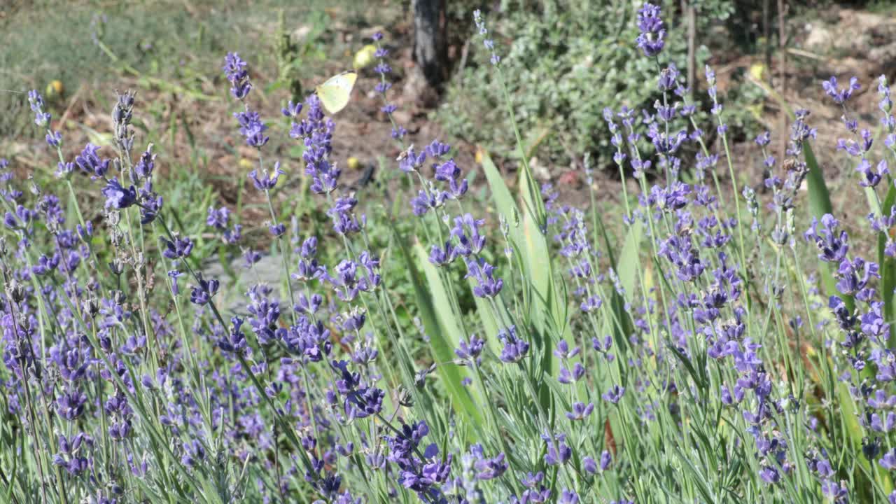 夏季花园盛景盛开的薰衣草和苹果树与青苹果视频素材