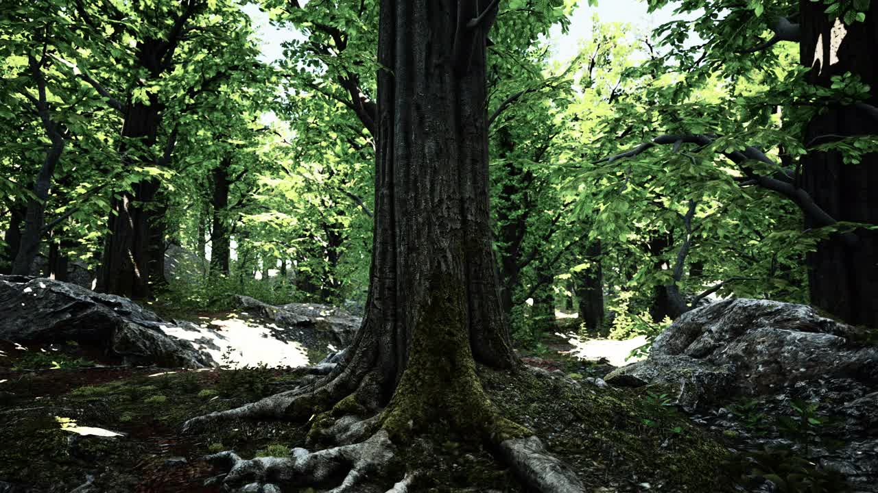 详细的近距离观察森林地面纹理与苔藓视频素材