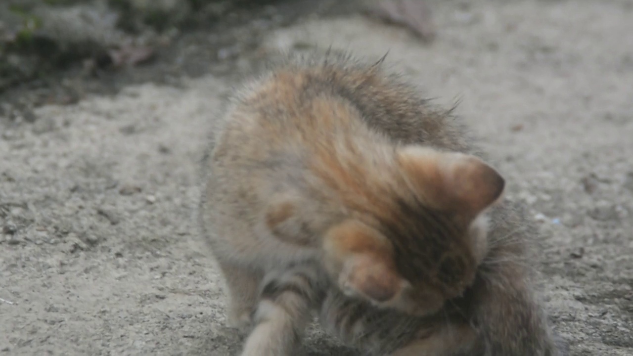 小猫在门廊上散步视频素材